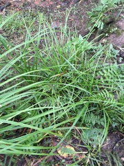 Carex lambertiana