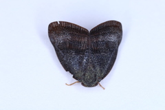 Ricaniidae