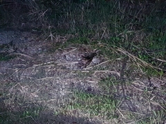 Caprimulgus macrurus