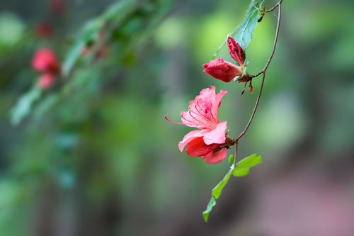 Rhododendron kaempferi iNat (2)