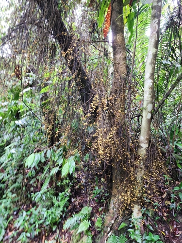 Ficus ribes observed 2025-05-24