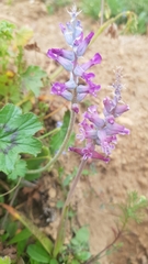 Lachenalia orchioides parviflora