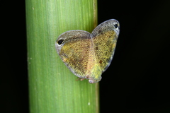 Ricaniidae