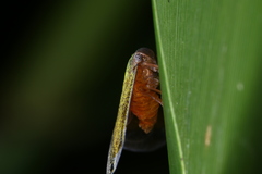 Ricaniidae