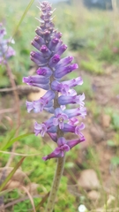 Lachenalia orchioides parviflora
