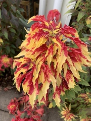 Amaranthus tricolor