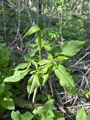 Arisaema serratum, photograph Tatyana Petrenko, CC BY, iNaturalist via GBIF