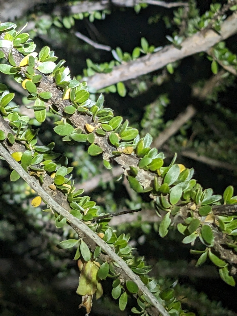 Macropteranthes montana (Macropteranthes montana)