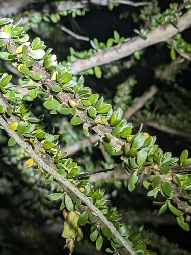 Macropteranthes montana (Macropteranthes montana)