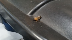 Apis mellifera