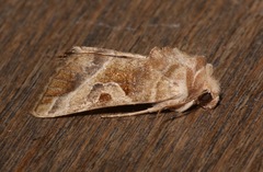 Hexorthodes accurata