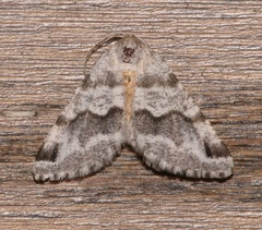 Macaria pallipennata
