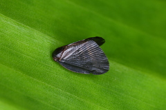 Ricaniidae