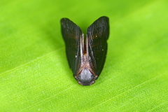 Ricaniidae