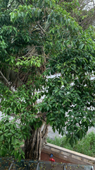 Ficus