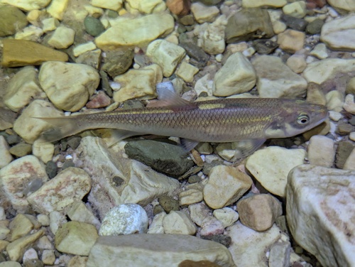 Hooksnout carp (Opsariichthys bidens) — Cyprinidae — 2