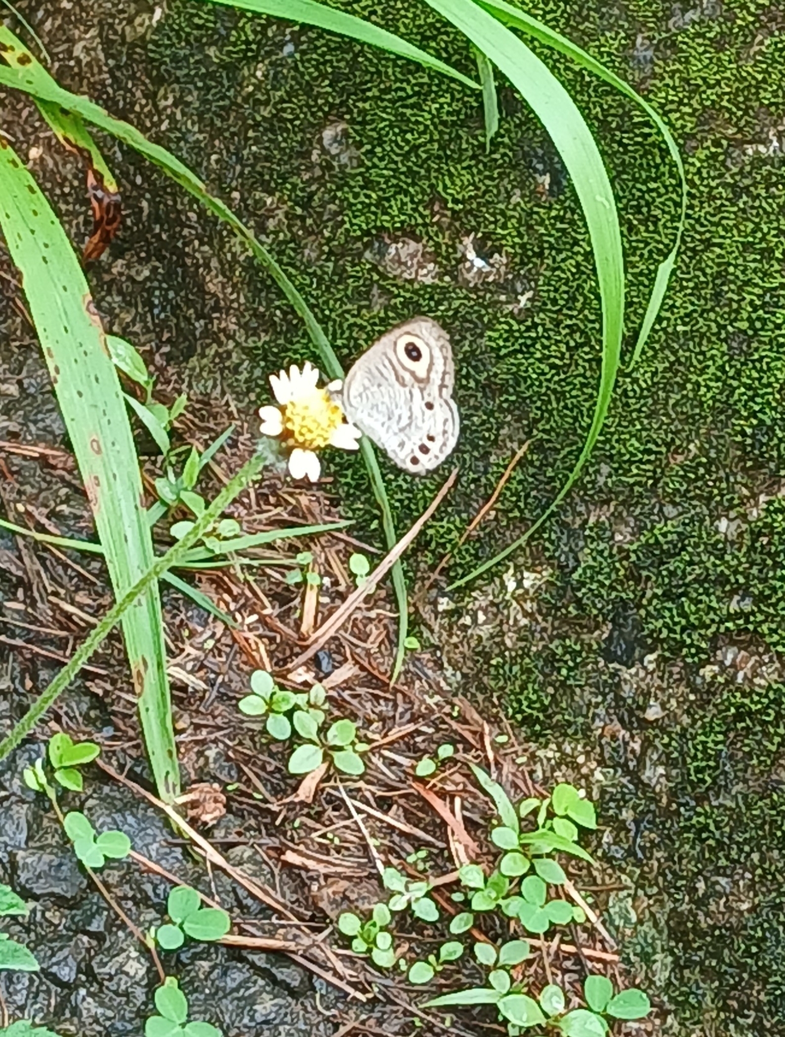 Common Four-Ring