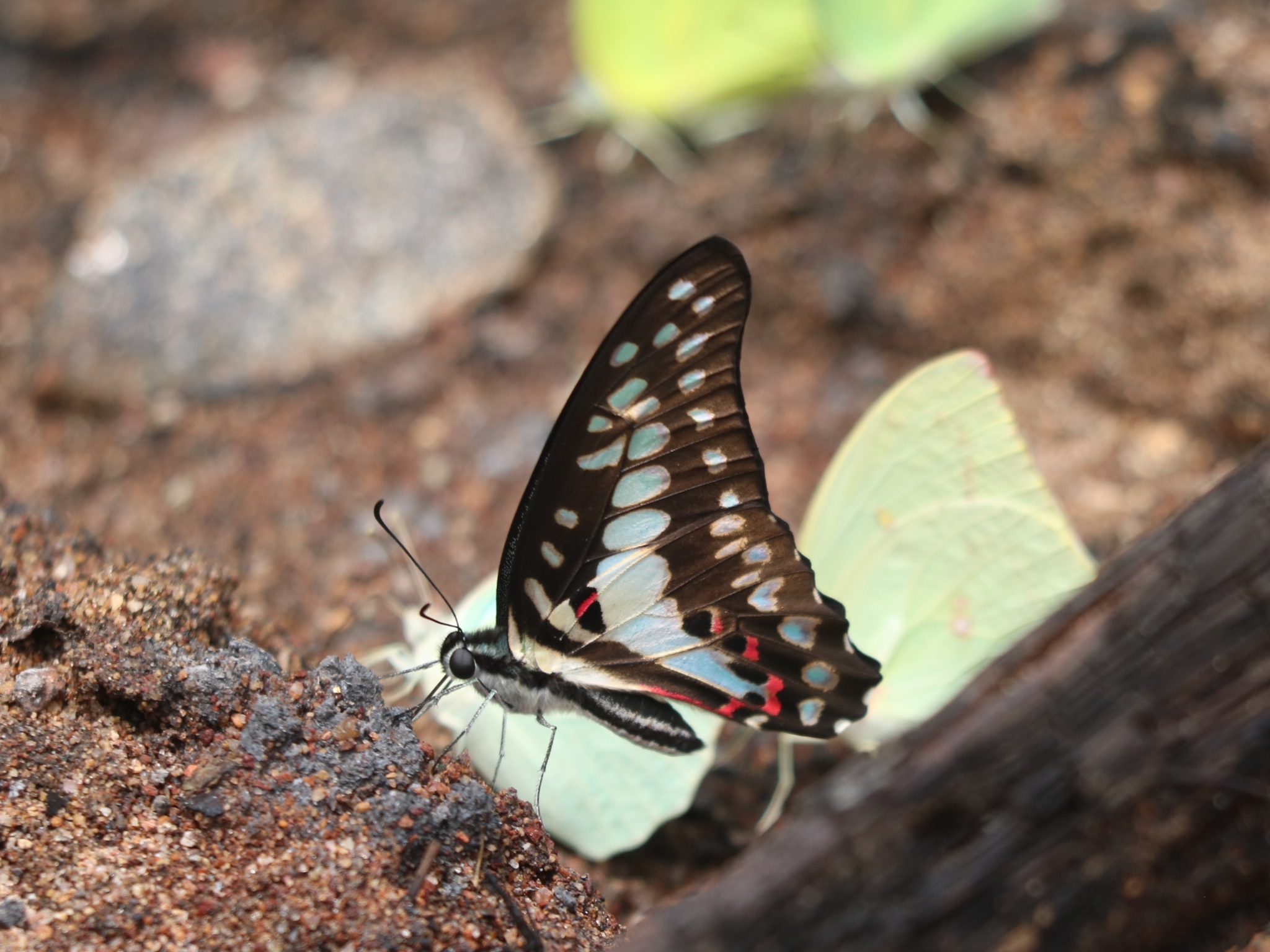 Common Jay
