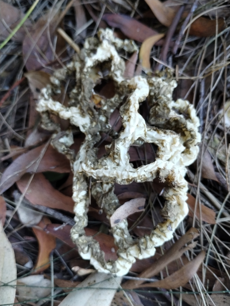 Ileodictyon cibarium · May 2025 · photo: © notdoriangray (iNaturalist, cc-by)
