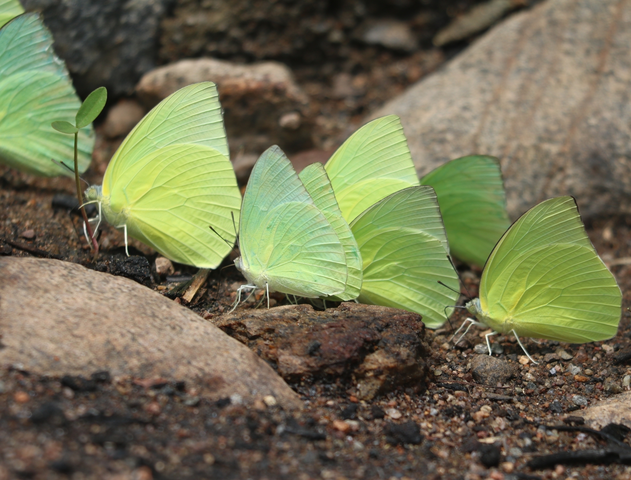 Lemon Emigrant