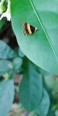 Choreutis basalis