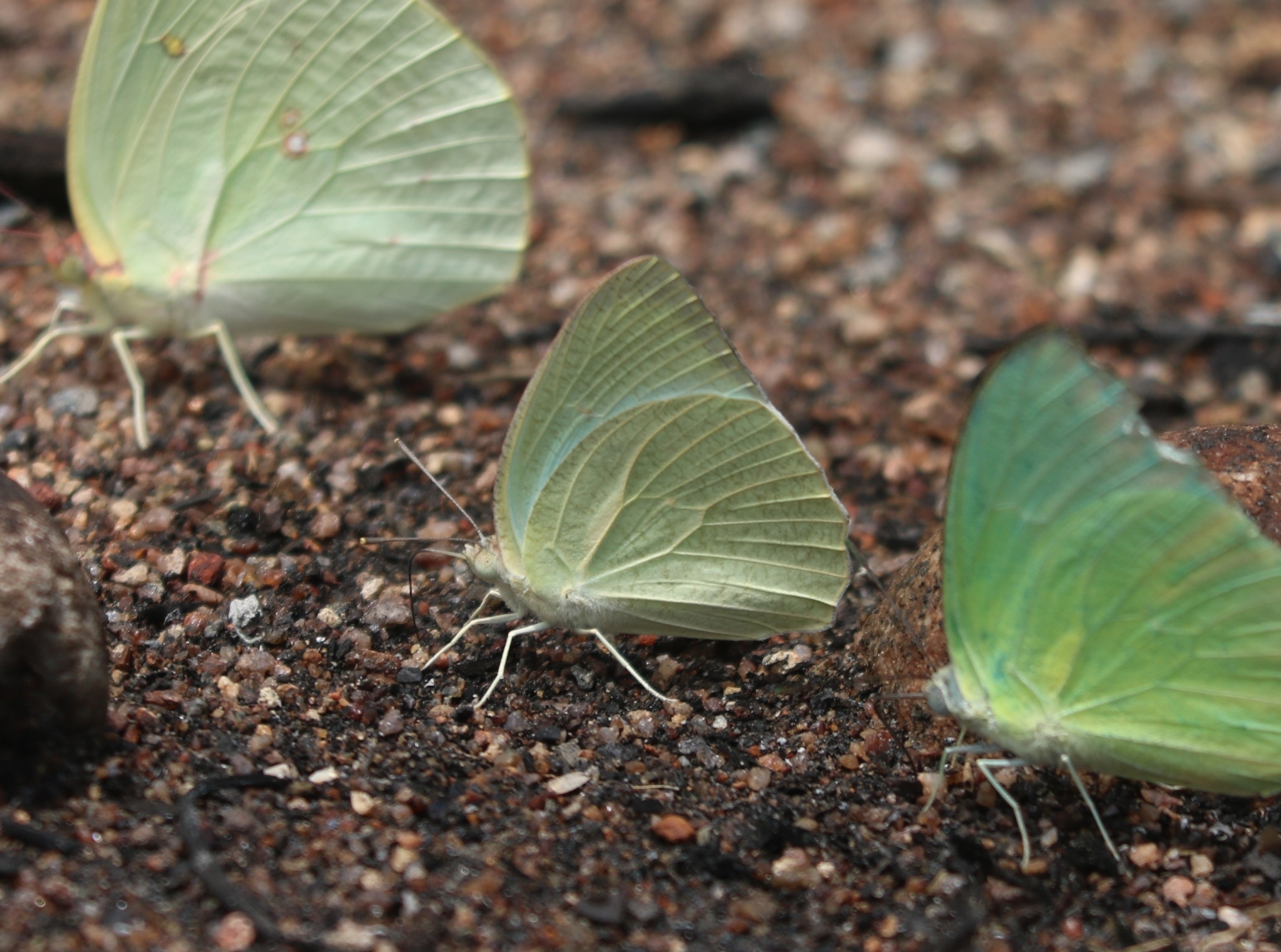 Mottled Emigrant