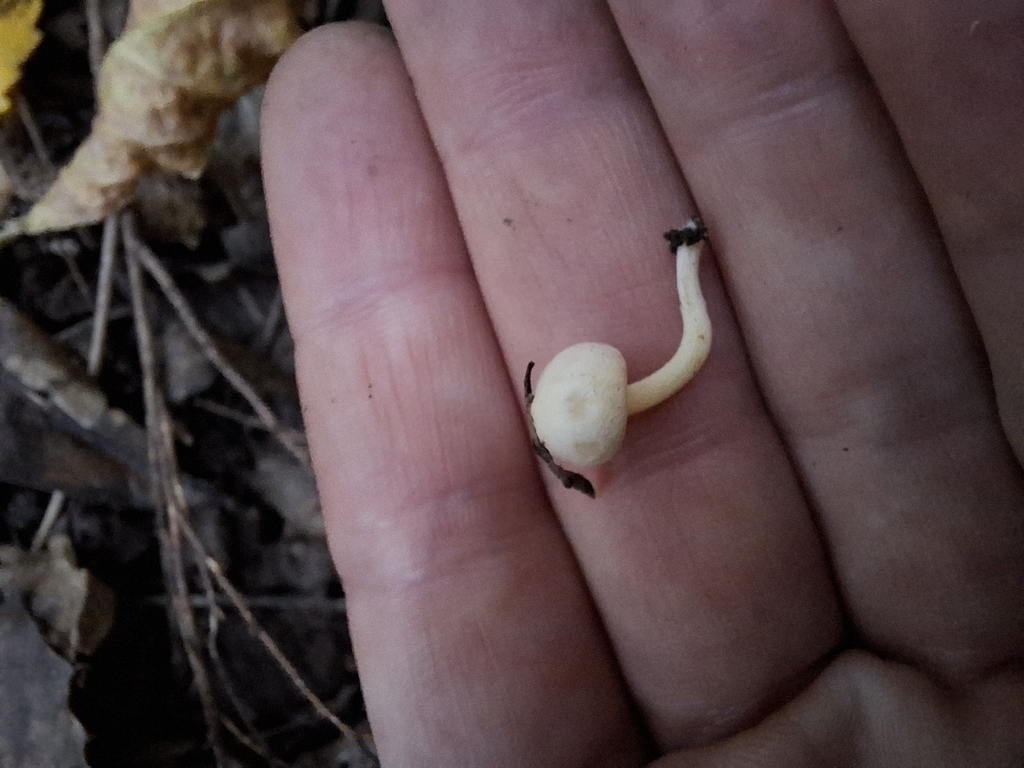 Hygrophorus involutus · May 2025 · photo: © armillariabianca (iNaturalist, cc0)