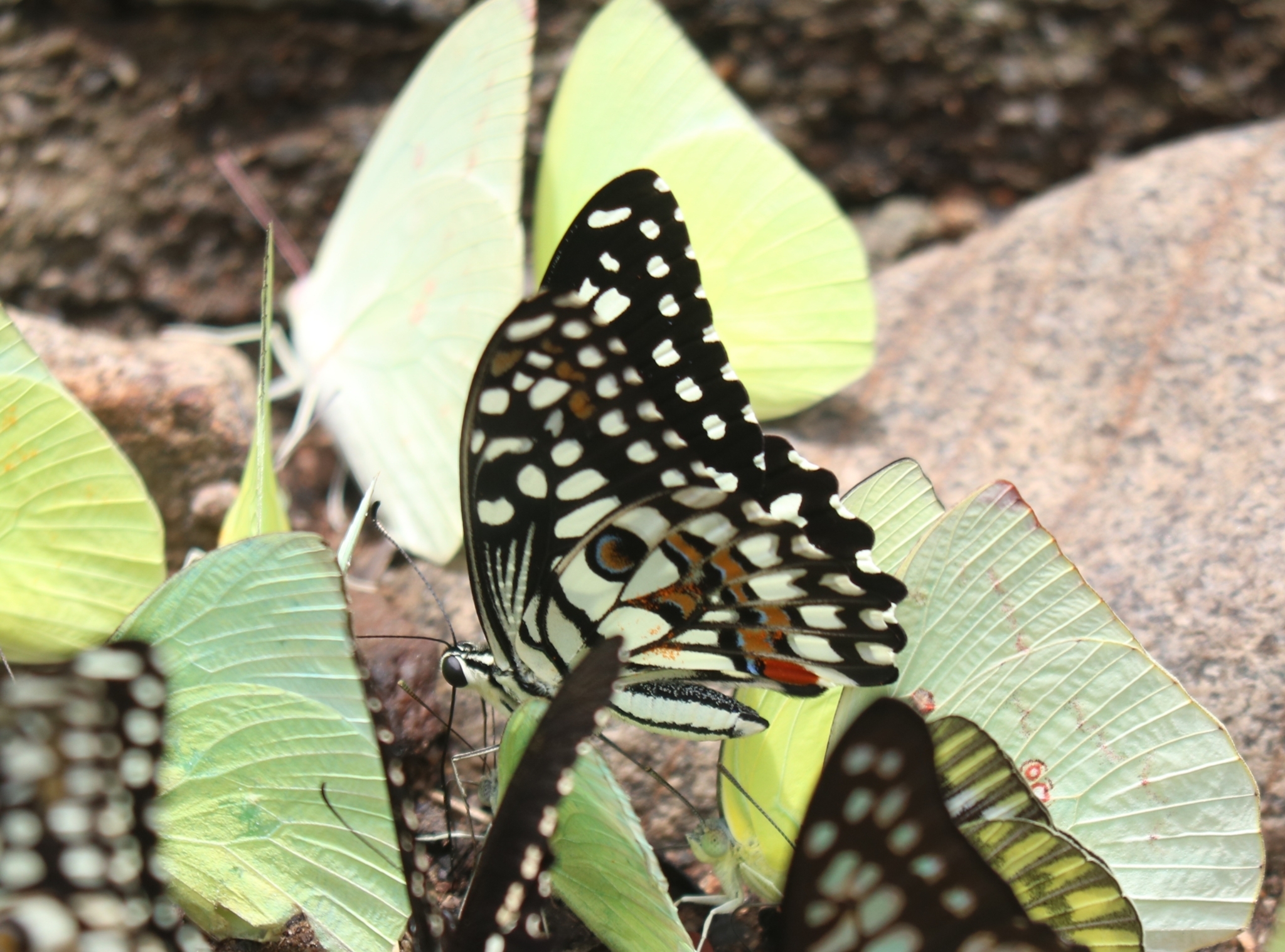 Lime Swallowtail