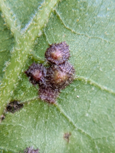 Polystepha simpla