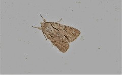Acronicta psi