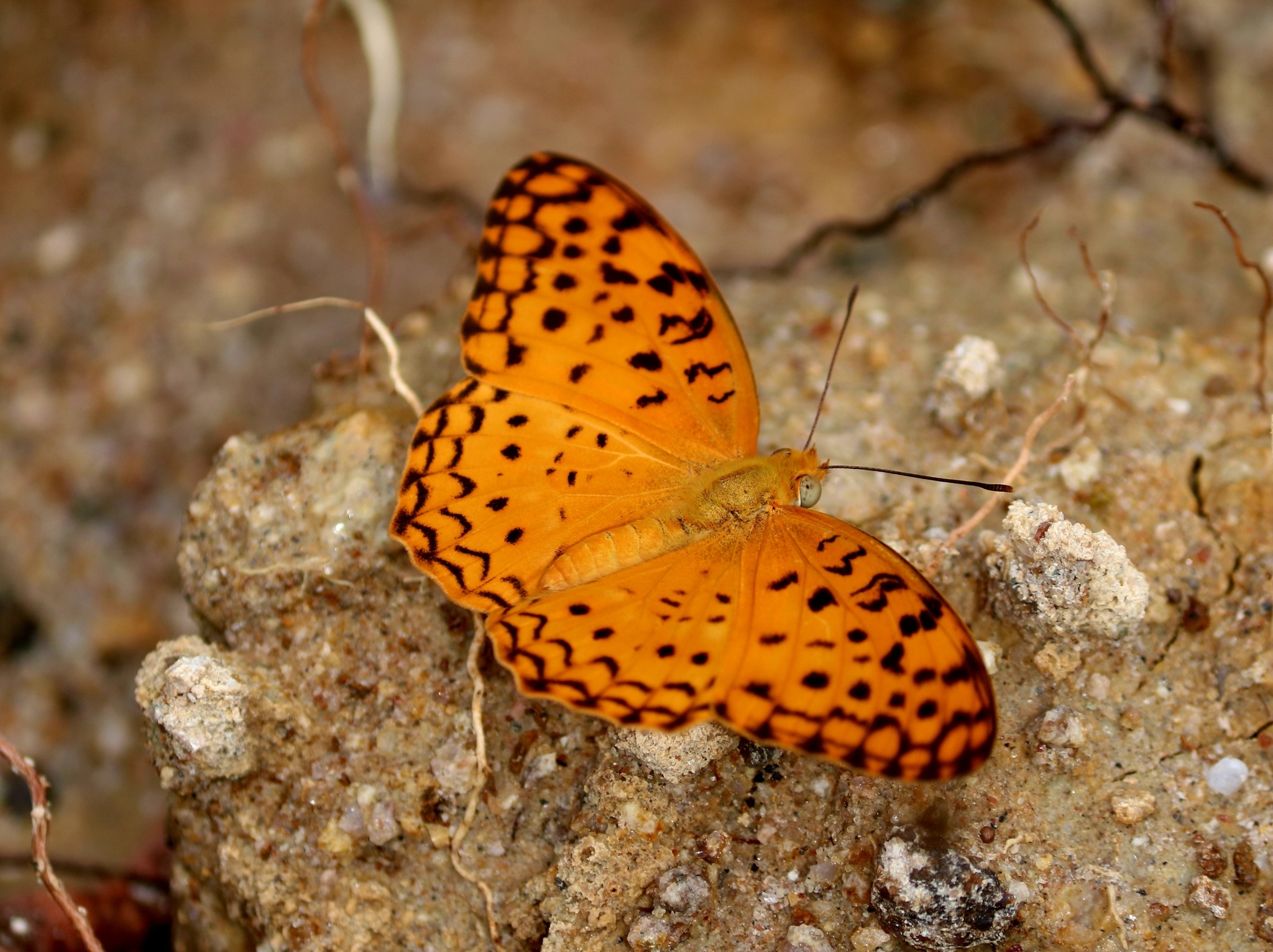 Common Leopard