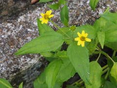Wollastonia biflora