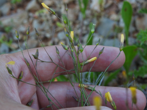 Linum setaceum (Linum setaceum)