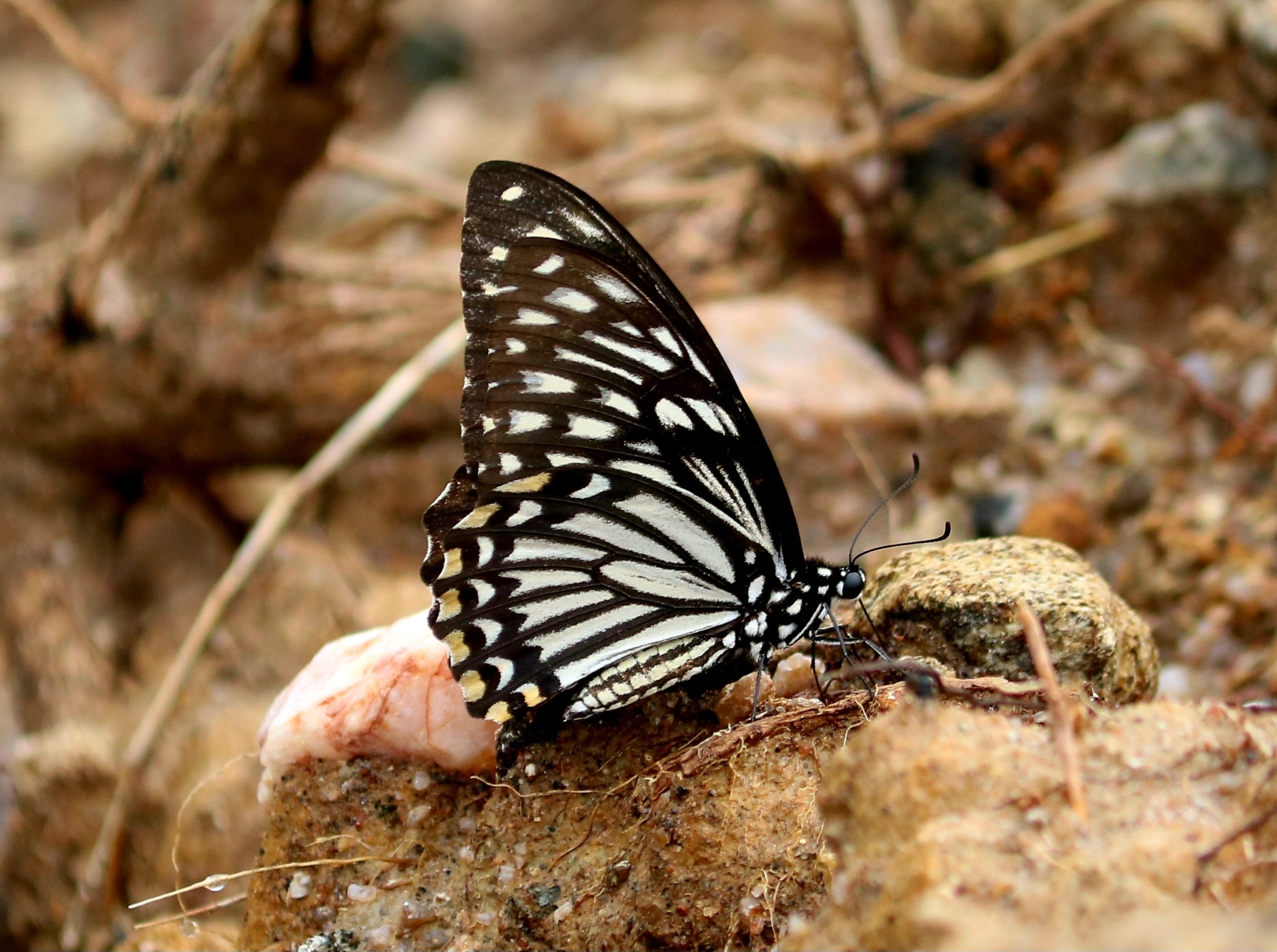 Common Mime