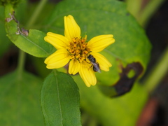 Wollastonia biflora