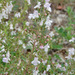 Satureja montana variegata - Photo (c) lorenzodotti, algunos derechos reservados (CC BY-NC), subido por lorenzodotti