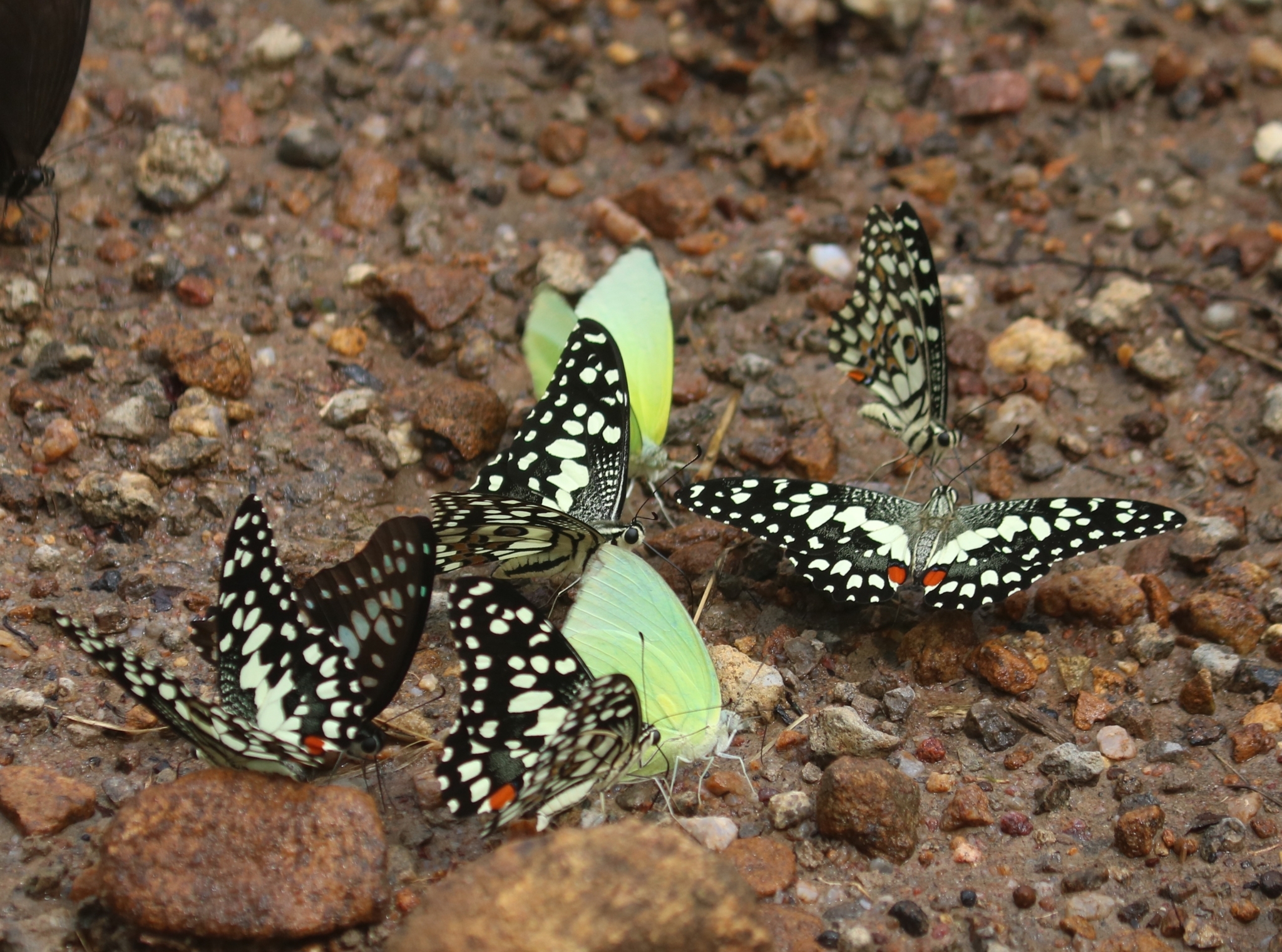 Lime Swallowtail