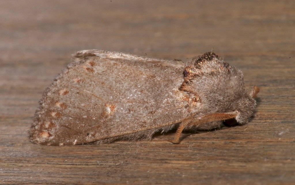 Theroa zethus