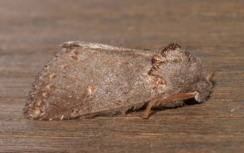 Theroa zethus Druce, 1898