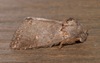 Theroa zethus - Photo (c) Laura Gaudette, some rights reserved (CC BY), uploaded by Laura Gaudette