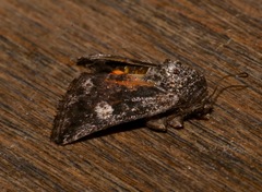 Copanarta aurea