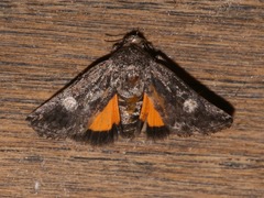 Copanarta aurea