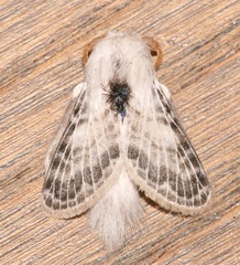 Apotolype brevicrista