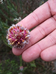 Serruria trilopha