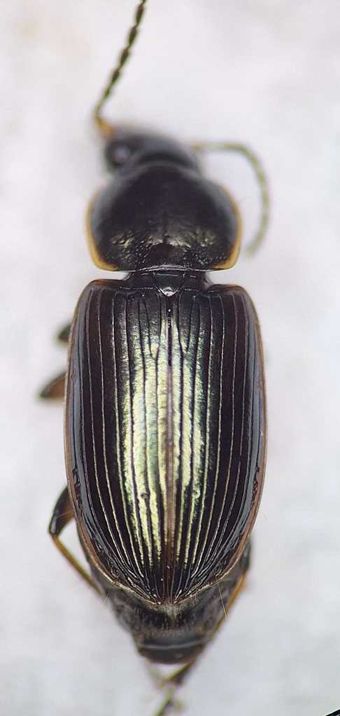 Pale-bordered Harp Ground Beetle