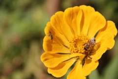 Halictus subauratus
