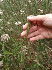 Serruria trilopha