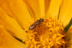 Halictus subauratus