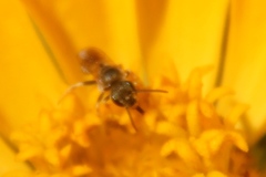 Halictus subauratus