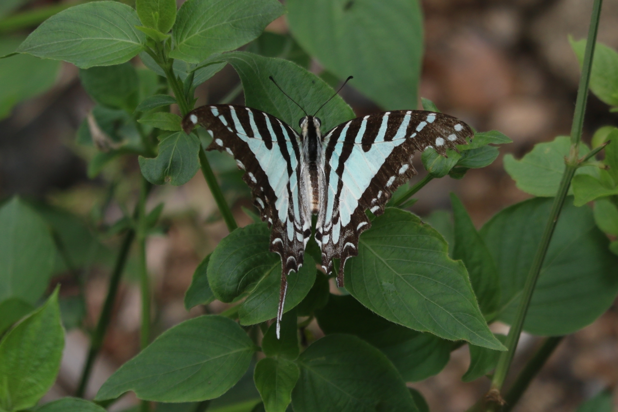 Spot Swordtail